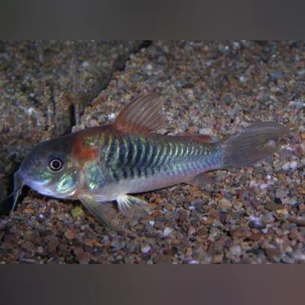 Red Sailfin Cory
