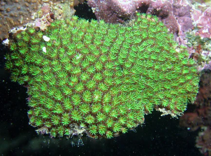 Galaxea fascicularis