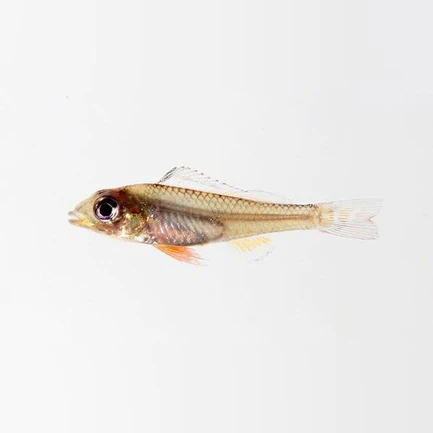 Biotecus Fairy Cichlid