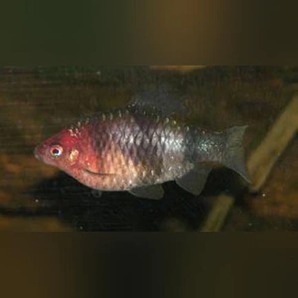 Black Ruby Barb