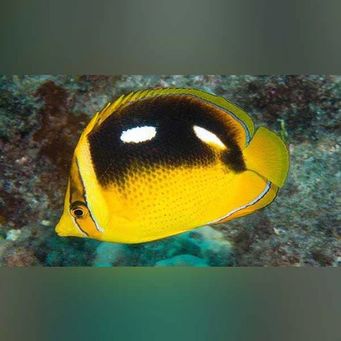 Four Spot Butterflyfish
