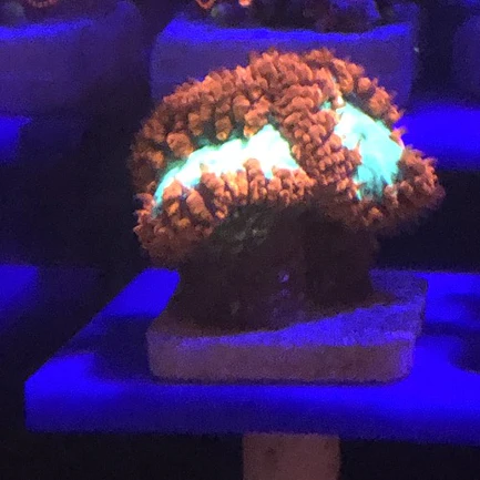 Blassto Wellsi Frag - Image 2