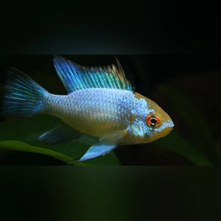 Electric Blue Ram