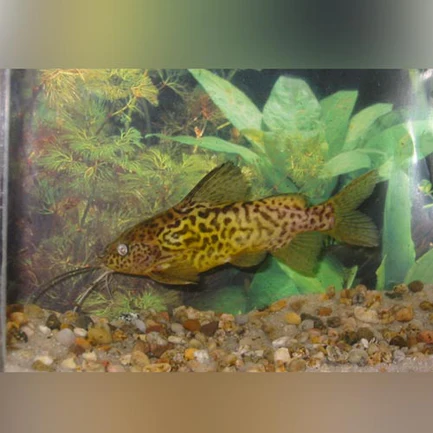 Synodontis Schoutendeni Catfish