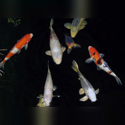 Koi 3-4"