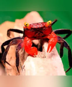 Red Devil Crab
