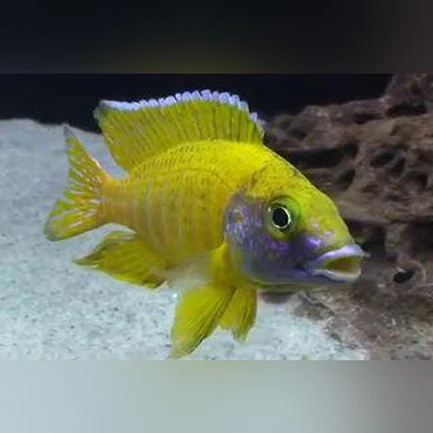 Peacock Cichlid Yellow