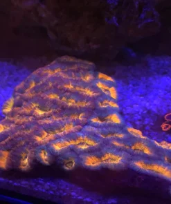 Orange Acanthastrea Coral