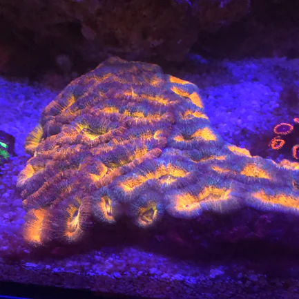Orange Acanthastrea Coral - Image 2