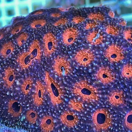 Orange Acanthastrea Coral - Image 3