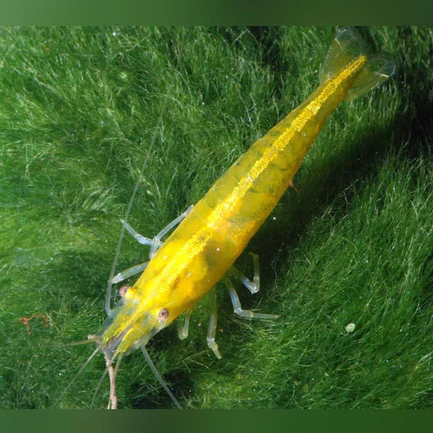 Super Yellow Shrimp