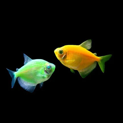 Cosmic Green Glo Tetra