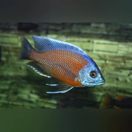 Borleyi Kadango Cichlid