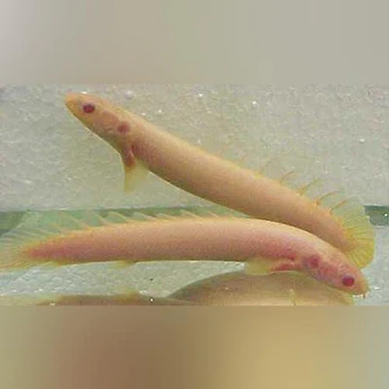 Albino Senegalese Bichir