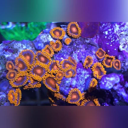 Orange Bam Bam Zoanthid