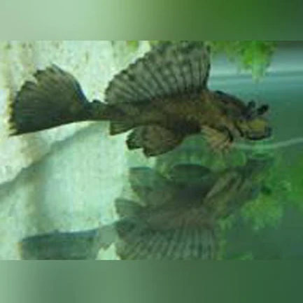 Rhino Pleco