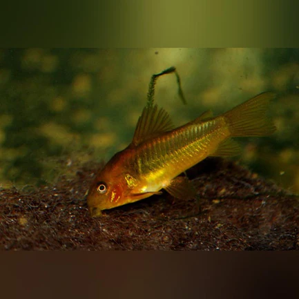 Red Laser Cory