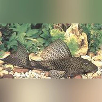 Trinidad Pleco