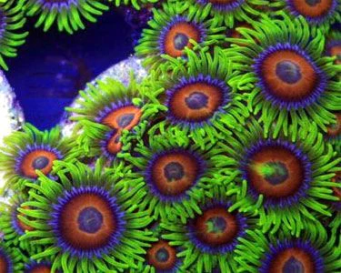Rainbow Coral Polyp