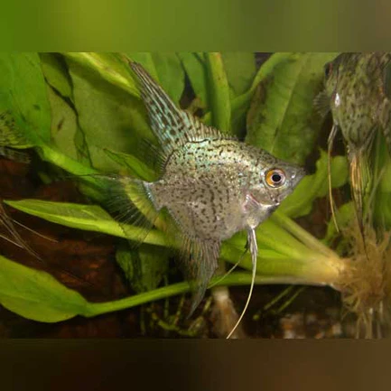 Blue Leopard Angelfish