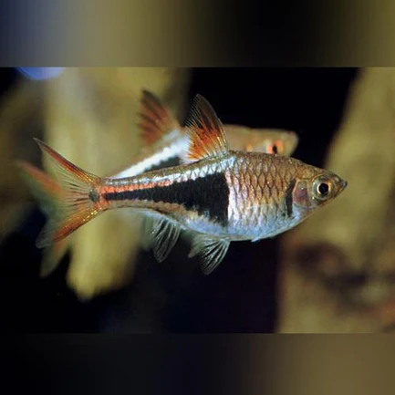Harlequin Rasbora (Lot of 6)