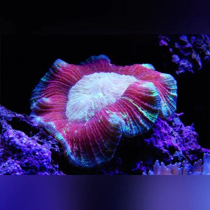 Red Brain Coral