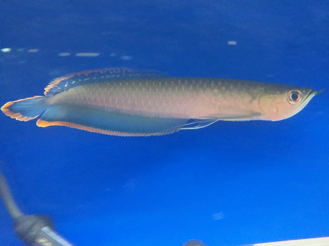 Blue Black Arowana Fish