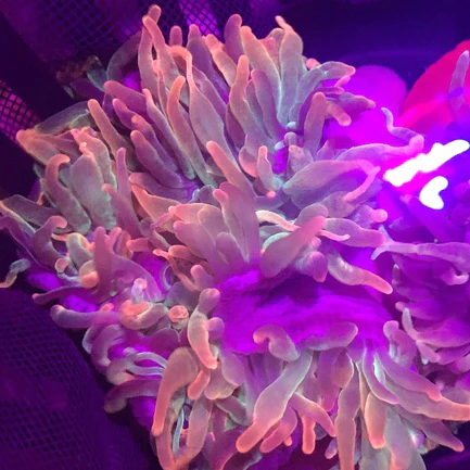 Rose Anemone - Image 3