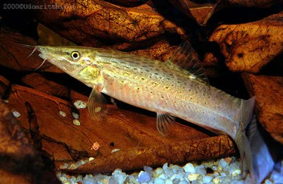 Green Tiger Loach