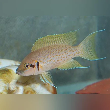 Brichardi Cichlid - Daffodil