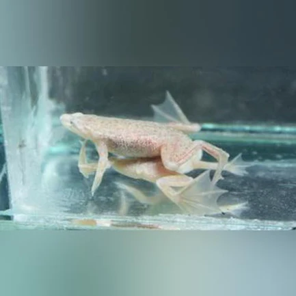 Blond Dwarf Frog