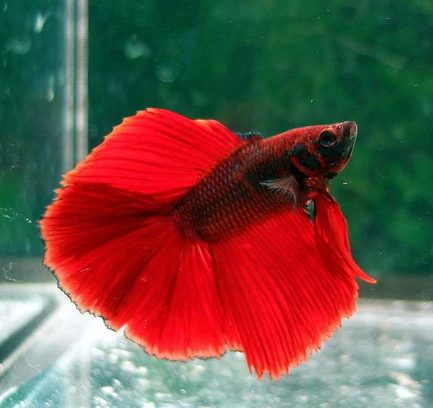 Full Moon Betta Male