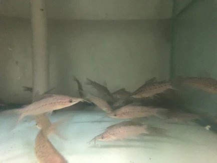 Porthole Catfish