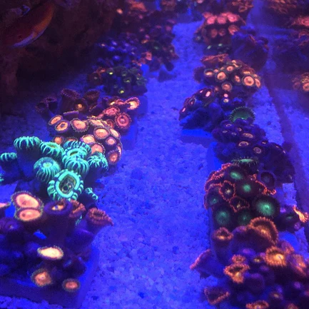 Zoanthid Frag - Image 2