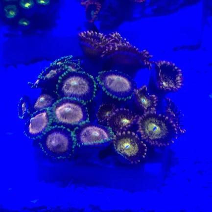 Zoanthid Frag - Image 4
