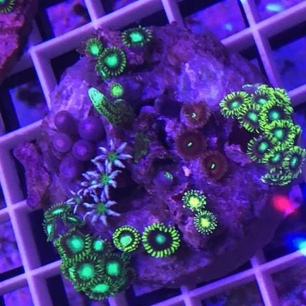 Zoanthid Poly Mix - Image 2