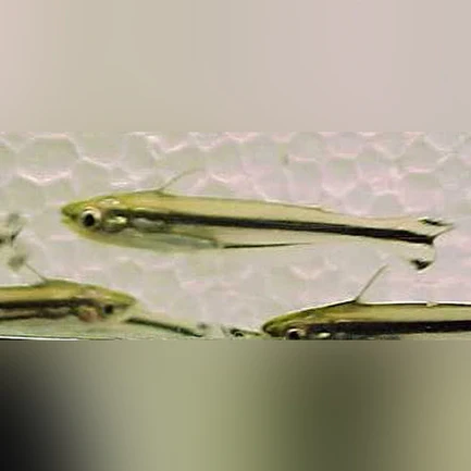 Debauwi catfish