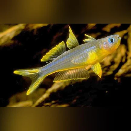 Forktail Rainbowfish