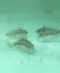 Apistogramma Wild (Lot of 4)
