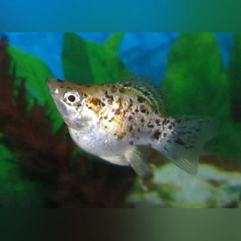 Assorted Balloon Molly (Lot of 6)
