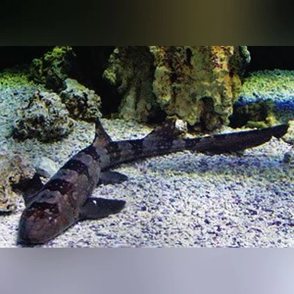 BAMBOO SHARK