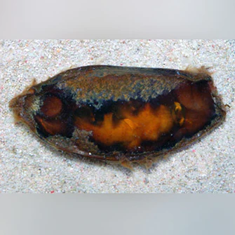 Bamboo Shark Egg