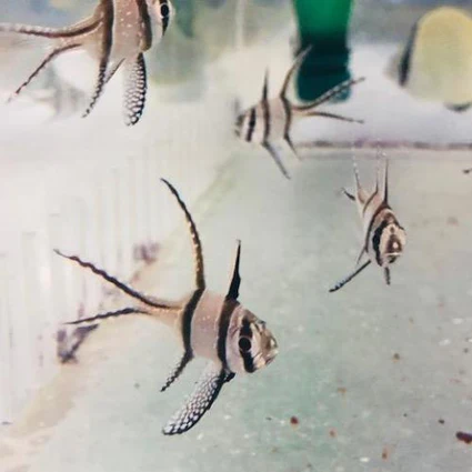 Banggai Cardinalfish - Image 2