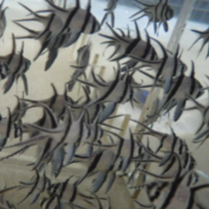 Banggai Cardinalfish - Image 3