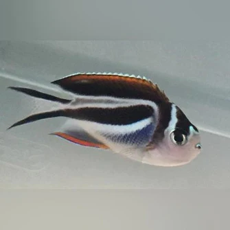 Bellus Angelfish (Female) - Image 2