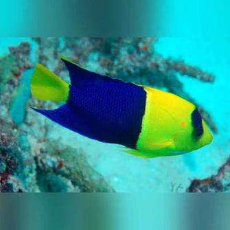 Bicolor Angelfish