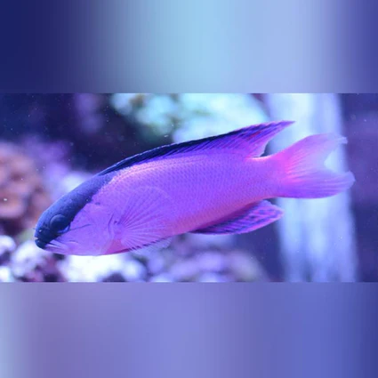 Black Cap Basslet