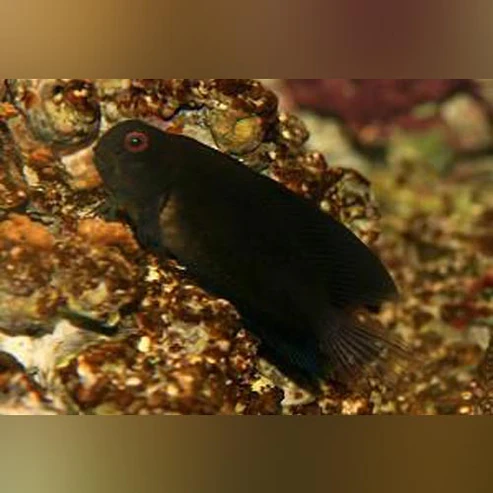 Black Sailfin Blenny