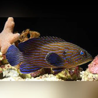 Blue Line Grouper