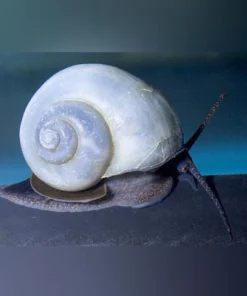 Assorted Mystery Snails (Pack of 4)